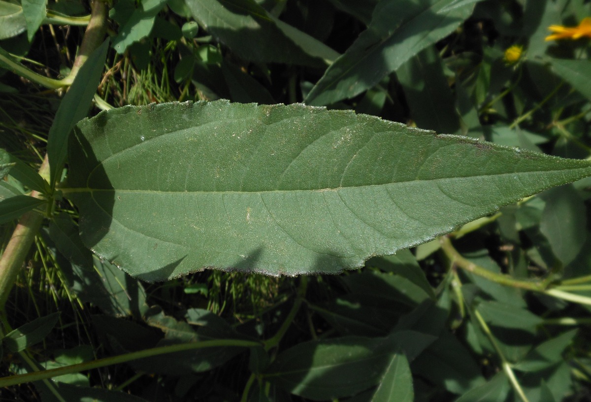 Helianthus laetiflorus Pers.